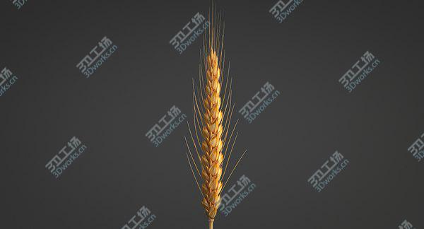 images/goods_img/20210312/Realistic Wheat Spikelets 3D model/5.jpg